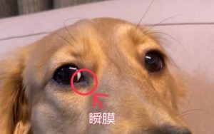 視能訓練士学科３年制　　『視能訓練士目線でみた愛犬の眼(^^♪』