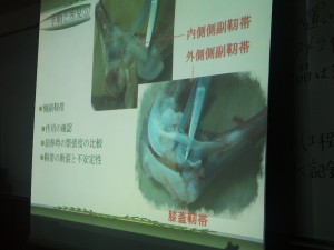 作業療法士学科　鶏肉の解剖！！！