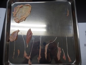 20150807鶏肉解剖 (4)